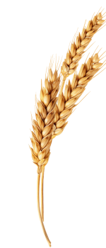 33d75f2fec47a96d16085919433677d4